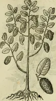 Picture 554 of 812 from Rerum medicarum Novae Hispaniae thesaurus, seu, Plantarum animalium mineralium Mexicanorum historia (1651), leaf 448