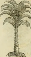 Picture 555 of 812 from Rerum medicarum Novae Hispaniae thesaurus, seu, Plantarum animalium mineralium Mexicanorum historia (1651), leaf 448