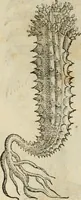 An illustration from Rerum medicarum Novae Hispaniae thesaurus, seu, Plantarum animalium mineralium Mexicanorum historia (1651)