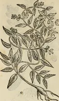 An illustration from Rerum medicarum Novae Hispaniae thesaurus, seu, Plantarum animalium mineralium Mexicanorum historia (1651)