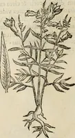 An illustration from Rerum medicarum Novae Hispaniae thesaurus, seu, Plantarum animalium mineralium Mexicanorum historia (1651)