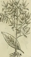 Picture 559 of 812 from Rerum medicarum Novae Hispaniae thesaurus, seu, Plantarum animalium mineralium Mexicanorum historia (1651), leaf 450