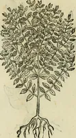 Picture 560 of 812 from Rerum medicarum Novae Hispaniae thesaurus, seu, Plantarum animalium mineralium Mexicanorum historia (1651), leaf 450