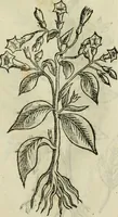 An illustration from Rerum medicarum Novae Hispaniae thesaurus, seu, Plantarum animalium mineralium Mexicanorum historia (1651)
