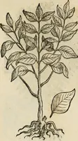 An illustration from Rerum medicarum Novae Hispaniae thesaurus, seu, Plantarum animalium mineralium Mexicanorum historia (1651)