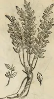 Picture 563 of 812 from Rerum medicarum Novae Hispaniae thesaurus, seu, Plantarum animalium mineralium Mexicanorum historia (1651), leaf 451