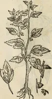 Picture 564 of 812 from Rerum medicarum Novae Hispaniae thesaurus, seu, Plantarum animalium mineralium Mexicanorum historia (1651), leaf 451