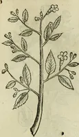 Picture 565 of 812 from Rerum medicarum Novae Hispaniae thesaurus, seu, Plantarum animalium mineralium Mexicanorum historia (1651), leaf 452