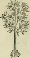 An illustration from Rerum medicarum Novae Hispaniae thesaurus, seu, Plantarum animalium mineralium Mexicanorum historia (1651)