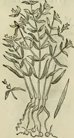 An illustration from Rerum medicarum Novae Hispaniae thesaurus, seu, Plantarum animalium mineralium Mexicanorum historia (1651)