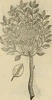 Picture 568 of 812 from Rerum medicarum Novae Hispaniae thesaurus, seu, Plantarum animalium mineralium Mexicanorum historia (1651), leaf 453