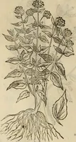 An illustration from Rerum medicarum Novae Hispaniae thesaurus, seu, Plantarum animalium mineralium Mexicanorum historia (1651)