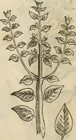 Picture 570 of 812 from Rerum medicarum Novae Hispaniae thesaurus, seu, Plantarum animalium mineralium Mexicanorum historia (1651), leaf 453