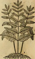 Picture 571 of 812 from Rerum medicarum Novae Hispaniae thesaurus, seu, Plantarum animalium mineralium Mexicanorum historia (1651), leaf 454
