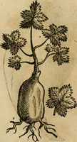 An illustration from Rerum medicarum Novae Hispaniae thesaurus, seu, Plantarum animalium mineralium Mexicanorum historia (1651)