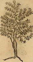 An illustration from Rerum medicarum Novae Hispaniae thesaurus, seu, Plantarum animalium mineralium Mexicanorum historia (1651)
