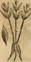 Picture 575 of 812 from Rerum medicarum Novae Hispaniae thesaurus, seu, Plantarum animalium mineralium Mexicanorum historia (1651), leaf 455