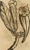 An illustration from Rerum medicarum Novae Hispaniae thesaurus, seu, Plantarum animalium mineralium Mexicanorum historia (1651)