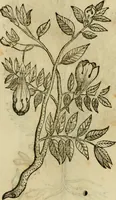 An illustration from Rerum medicarum Novae Hispaniae thesaurus, seu, Plantarum animalium mineralium Mexicanorum historia (1651)
