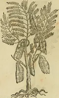 An illustration from Rerum medicarum Novae Hispaniae thesaurus, seu, Plantarum animalium mineralium Mexicanorum historia (1651)