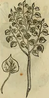 An illustration from Rerum medicarum Novae Hispaniae thesaurus, seu, Plantarum animalium mineralium Mexicanorum historia (1651)