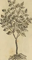 Picture 580 of 812 from Rerum medicarum Novae Hispaniae thesaurus, seu, Plantarum animalium mineralium Mexicanorum historia (1651), leaf 457