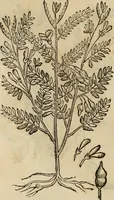 Picture 581 of 812 from Rerum medicarum Novae Hispaniae thesaurus, seu, Plantarum animalium mineralium Mexicanorum historia (1651), leaf 457