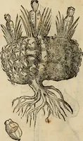 An illustration from Rerum medicarum Novae Hispaniae thesaurus, seu, Plantarum animalium mineralium Mexicanorum historia (1651)