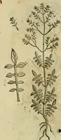 An illustration from Rerum medicarum Novae Hispaniae thesaurus, seu, Plantarum animalium mineralium Mexicanorum historia (1651)