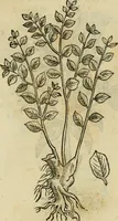 Picture 584 of 812 from Rerum medicarum Novae Hispaniae thesaurus, seu, Plantarum animalium mineralium Mexicanorum historia (1651), leaf 458