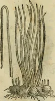 An illustration from Rerum medicarum Novae Hispaniae thesaurus, seu, Plantarum animalium mineralium Mexicanorum historia (1651)