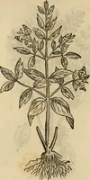 Picture 586 of 812 from Rerum medicarum Novae Hispaniae thesaurus, seu, Plantarum animalium mineralium Mexicanorum historia (1651), leaf 459