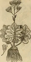 Picture 587 of 812 from Rerum medicarum Novae Hispaniae thesaurus, seu, Plantarum animalium mineralium Mexicanorum historia (1651), leaf 459