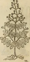 An illustration from Rerum medicarum Novae Hispaniae thesaurus, seu, Plantarum animalium mineralium Mexicanorum historia (1651)