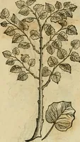 An illustration from Rerum medicarum Novae Hispaniae thesaurus, seu, Plantarum animalium mineralium Mexicanorum historia (1651)
