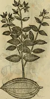 Picture 591 of 812 from Rerum medicarum Novae Hispaniae thesaurus, seu, Plantarum animalium mineralium Mexicanorum historia (1651), leaf 460