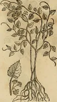 An illustration from Rerum medicarum Novae Hispaniae thesaurus, seu, Plantarum animalium mineralium Mexicanorum historia (1651)