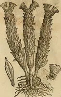 An illustration from Rerum medicarum Novae Hispaniae thesaurus, seu, Plantarum animalium mineralium Mexicanorum historia (1651)