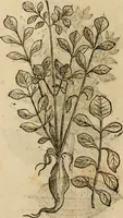 Picture 594 of 812 from Rerum medicarum Novae Hispaniae thesaurus, seu, Plantarum animalium mineralium Mexicanorum historia (1651), leaf 461