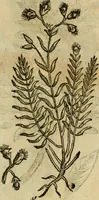 Picture 595 of 812 from Rerum medicarum Novae Hispaniae thesaurus, seu, Plantarum animalium mineralium Mexicanorum historia (1651), leaf 462
