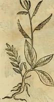 Picture 596 of 812 from Rerum medicarum Novae Hispaniae thesaurus, seu, Plantarum animalium mineralium Mexicanorum historia (1651), leaf 462