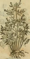 An illustration from Rerum medicarum Novae Hispaniae thesaurus, seu, Plantarum animalium mineralium Mexicanorum historia (1651)
