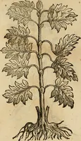 An illustration from Rerum medicarum Novae Hispaniae thesaurus, seu, Plantarum animalium mineralium Mexicanorum historia (1651)