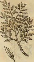 An illustration from Rerum medicarum Novae Hispaniae thesaurus, seu, Plantarum animalium mineralium Mexicanorum historia (1651)
