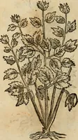 An illustration from Rerum medicarum Novae Hispaniae thesaurus, seu, Plantarum animalium mineralium Mexicanorum historia (1651)