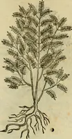 An illustration from Rerum medicarum Novae Hispaniae thesaurus, seu, Plantarum animalium mineralium Mexicanorum historia (1651)