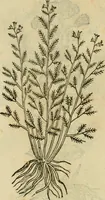 An illustration from Rerum medicarum Novae Hispaniae thesaurus, seu, Plantarum animalium mineralium Mexicanorum historia (1651)