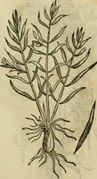 An illustration from Rerum medicarum Novae Hispaniae thesaurus, seu, Plantarum animalium mineralium Mexicanorum historia (1651)