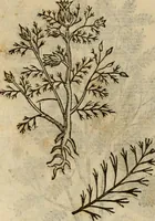 An illustration from Rerum medicarum Novae Hispaniae thesaurus, seu, Plantarum animalium mineralium Mexicanorum historia (1651)