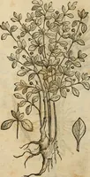 An illustration from Rerum medicarum Novae Hispaniae thesaurus, seu, Plantarum animalium mineralium Mexicanorum historia (1651)